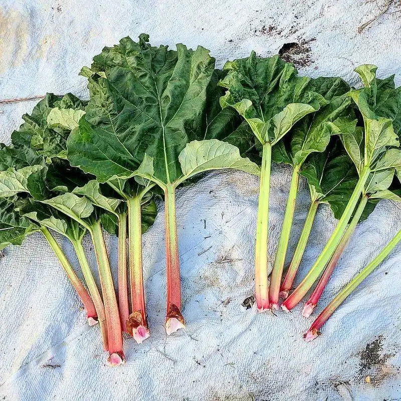 Rhubarb