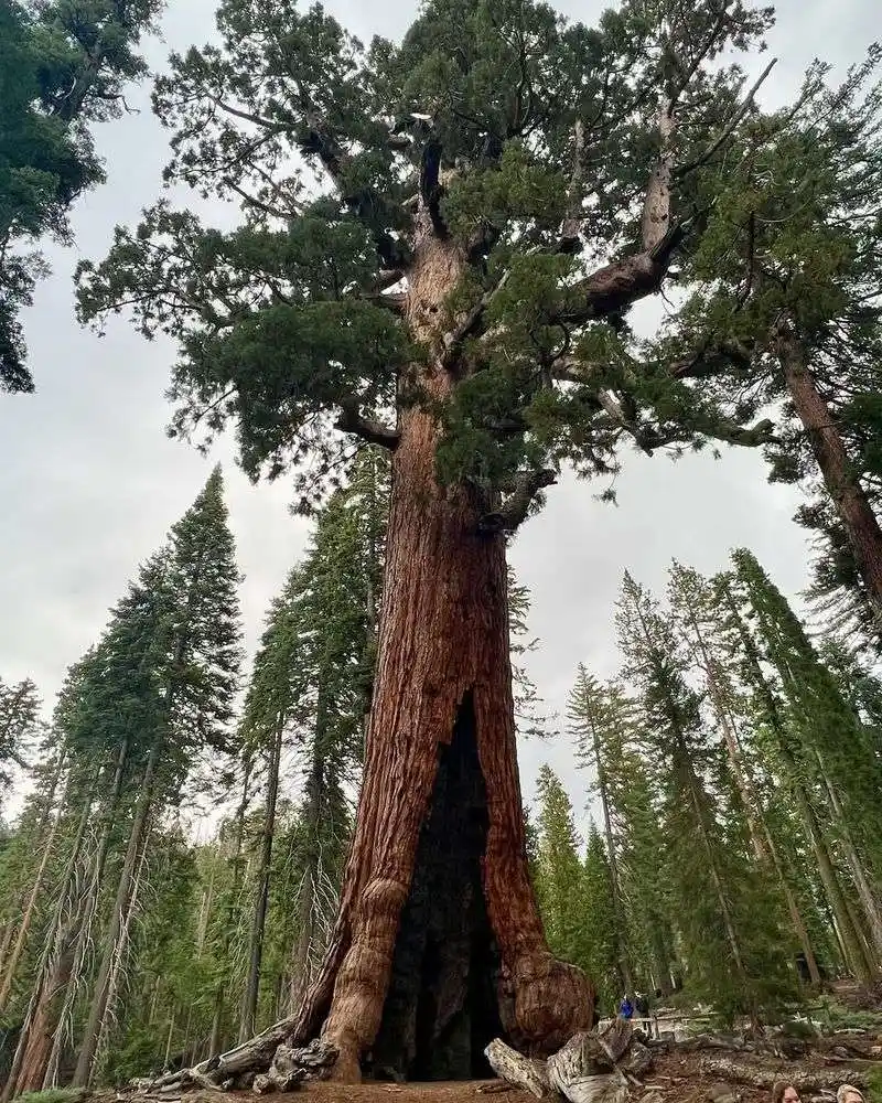 Fascinating Root System