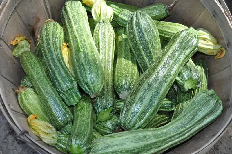 Romanesco Zucchini