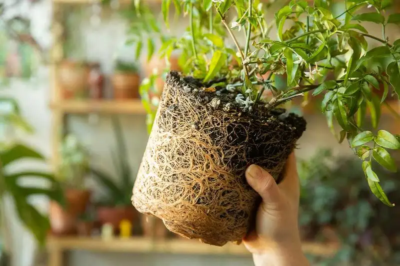 Root Problems