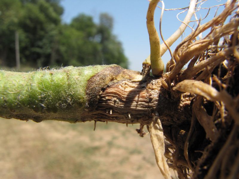 Root Rot