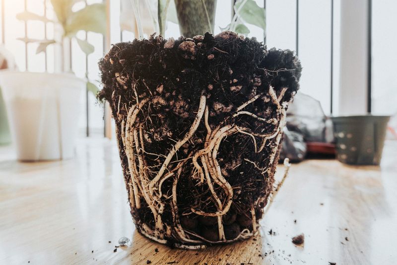 Root Rot