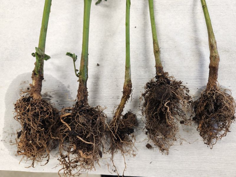 Root Rot