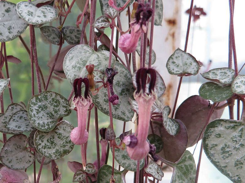 Rosary Vine (Ceropegia woodii)