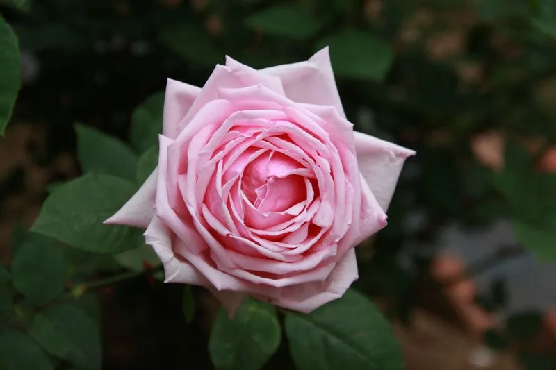 Rose 'La France'