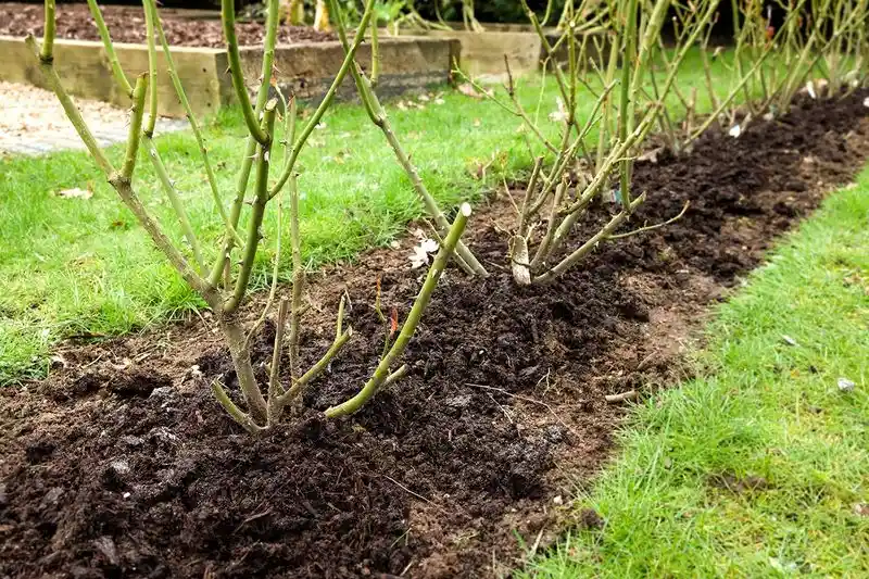 Rose Bush Pruning