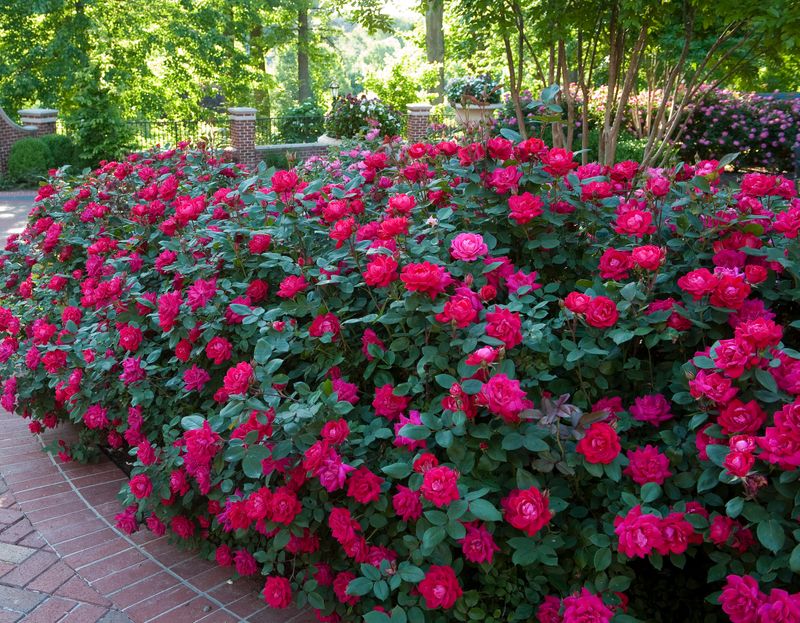 Rose Bushes