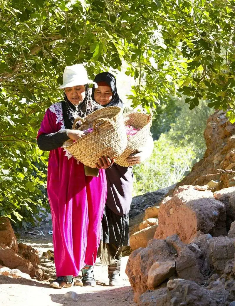 Rose Petal Pathways in Morocco