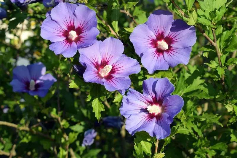 Rose of Sharon
