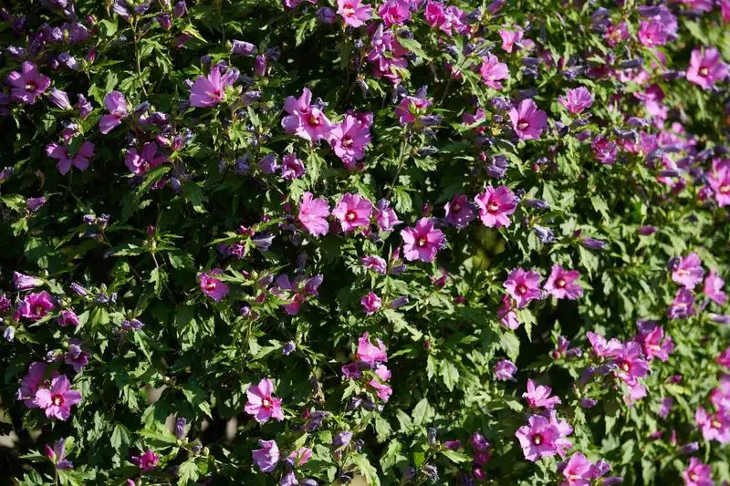 Rose of Sharon Barrier