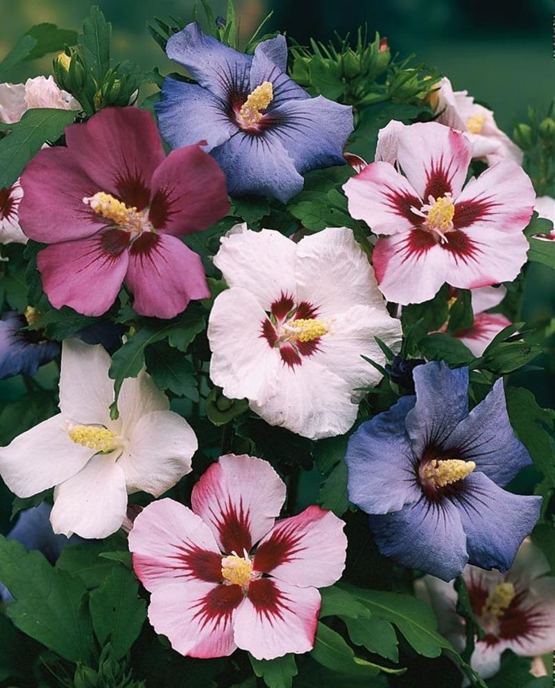 Rose of Sharon