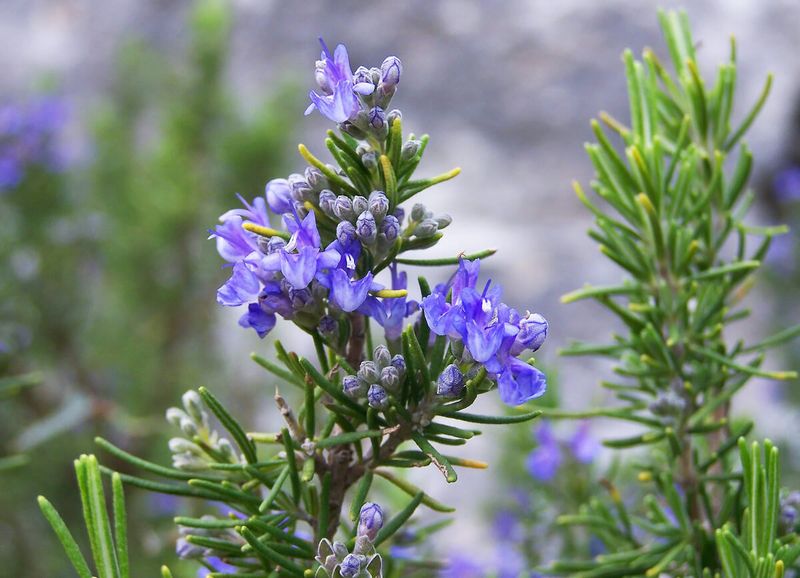 Rosemary