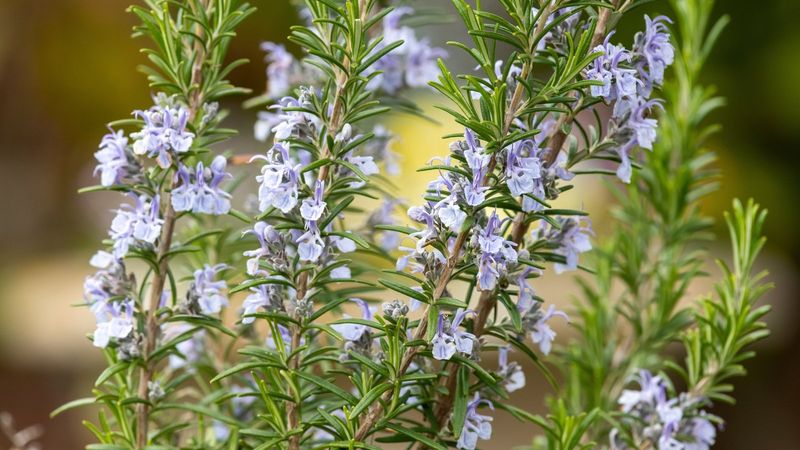 Rosemary