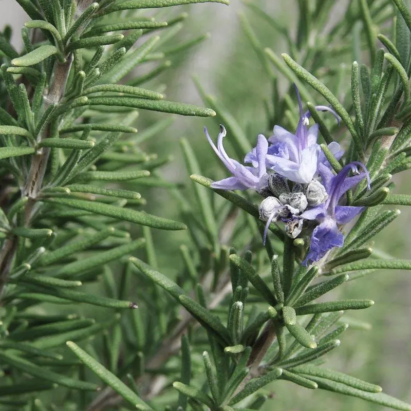 Rosemary