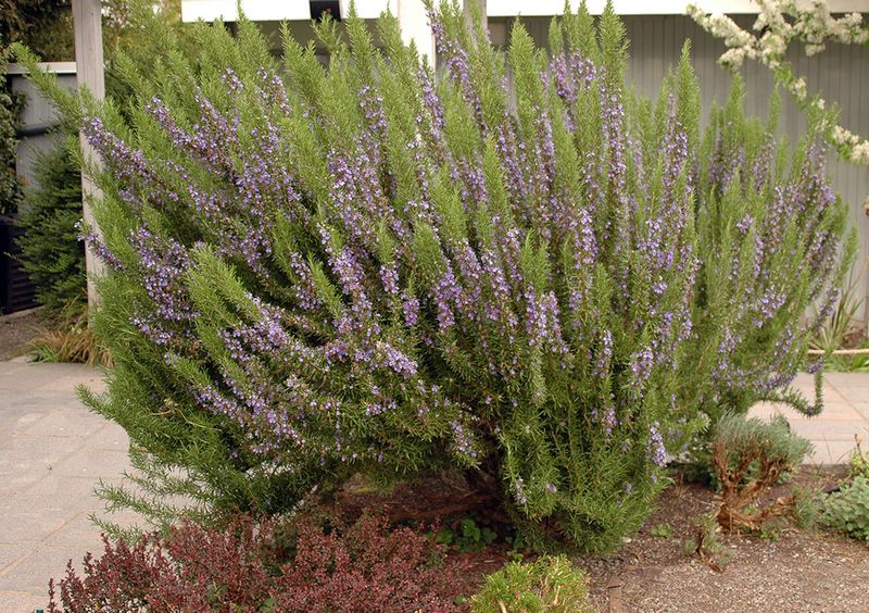 Rosemary (Rosmarinus officinalis)