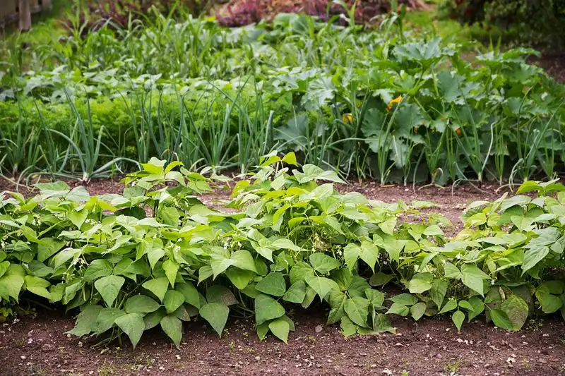 Rotate Crops Annually
