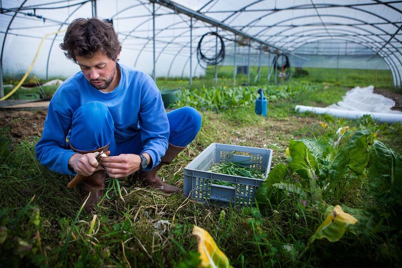 Rotate Crops Annually