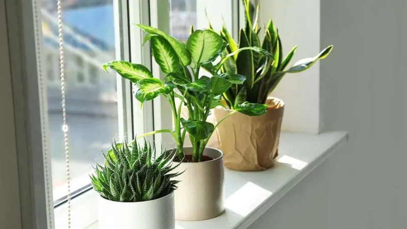 Rotate Plants