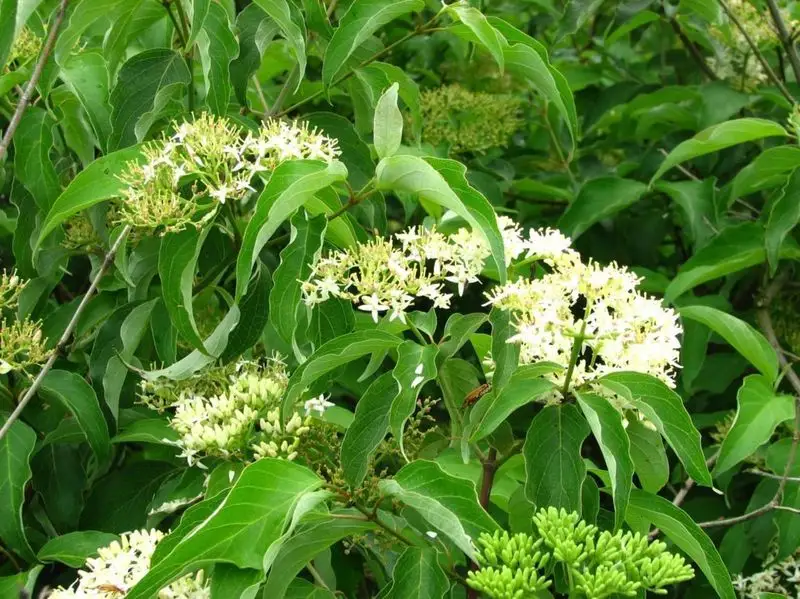 Roughleaf Dogwood (Cornus drummondii)