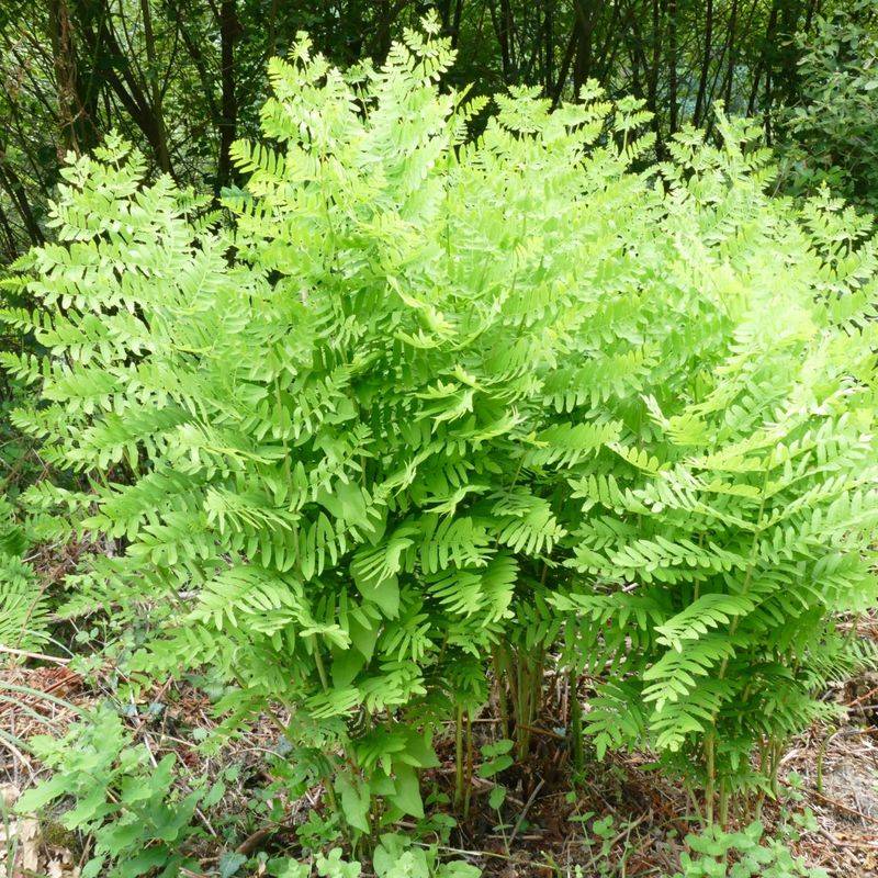 Royal Fern