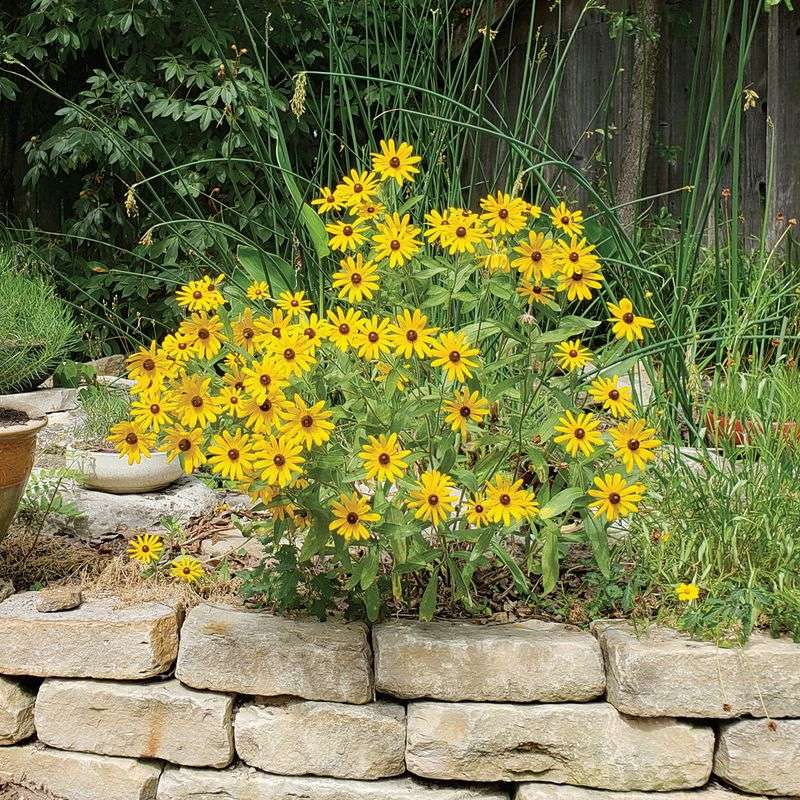 Rudbeckia