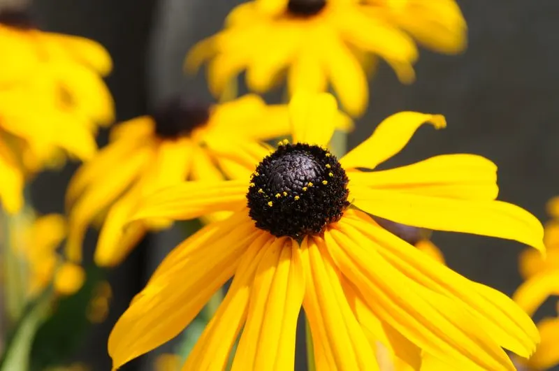 Rudbeckia