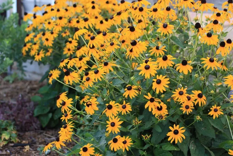 Rudbeckia