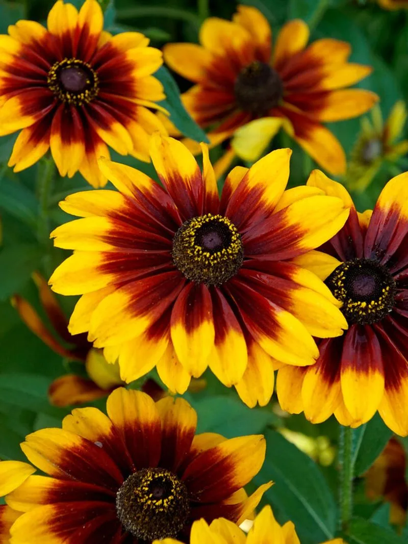 Rudbeckia