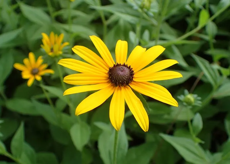 Rudbeckia (Black-eyed Susan)