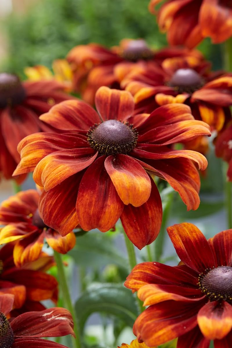 Rudbeckia