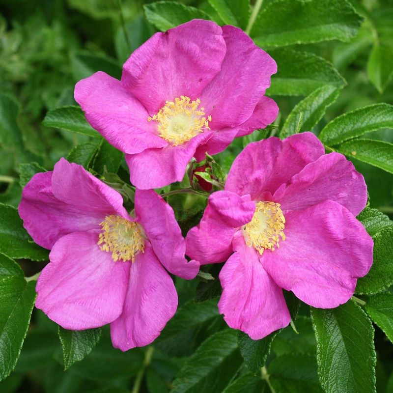 Rugosa Rose