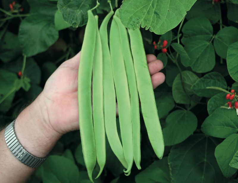 Runner Beans