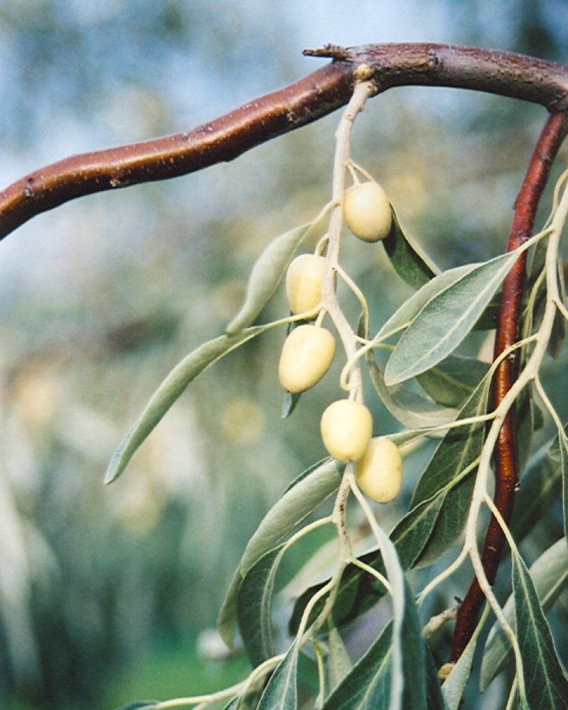 Russian Olive