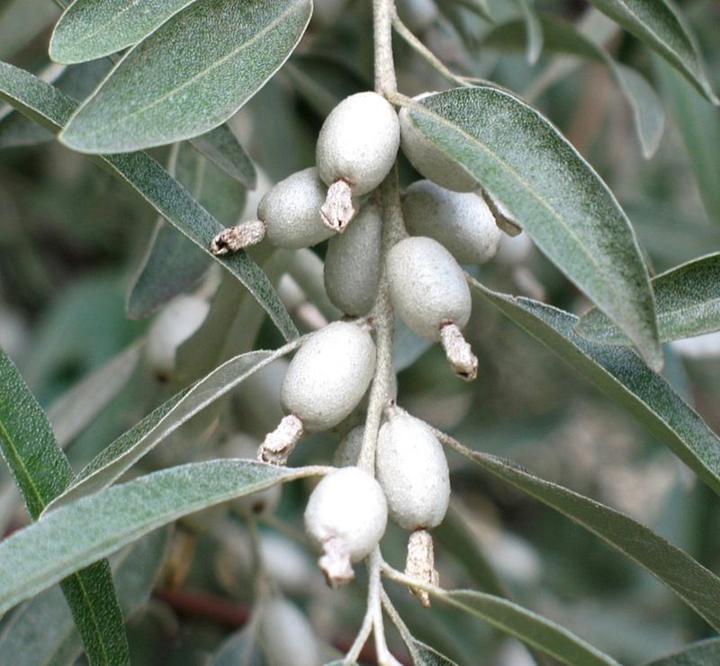 Russian Olive