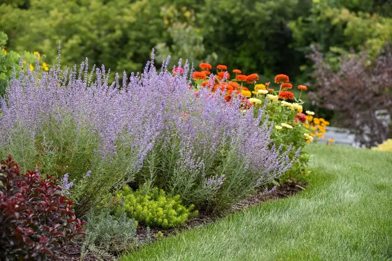 Russian Sage