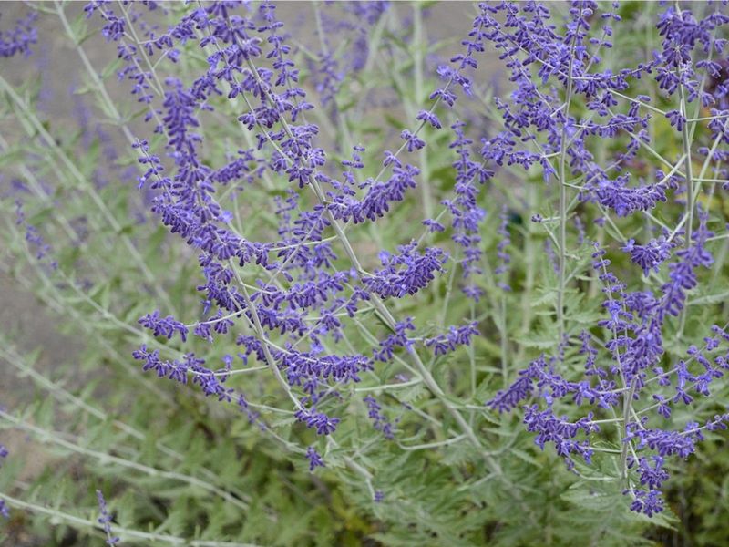 Russian Sage