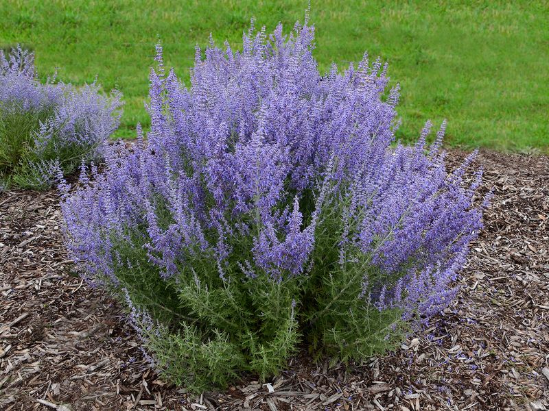 Russian Sage