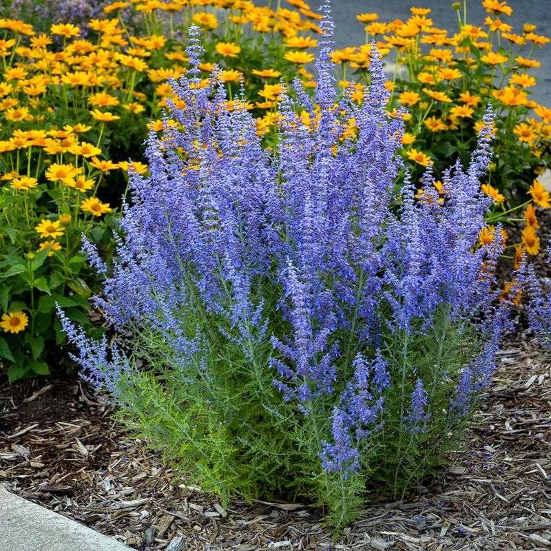 Russian Sage (Perovskia atriplicifolia)