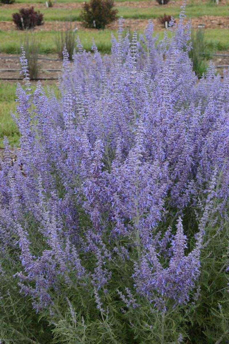 Russian Sage