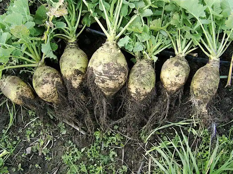 Rutabagas