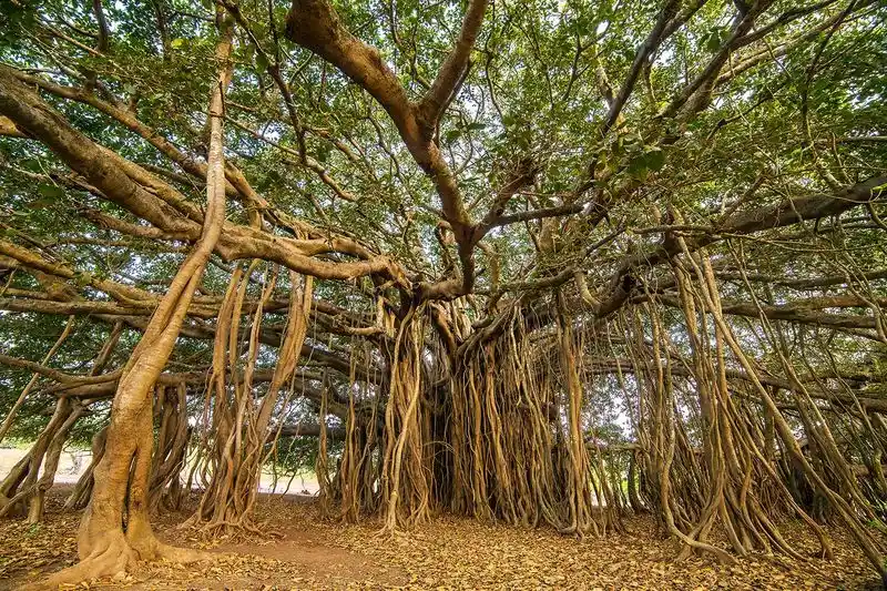 Sacred Banyan of India