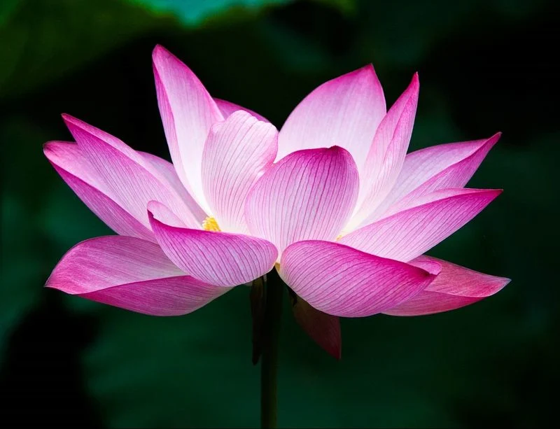 Sacred Lotus