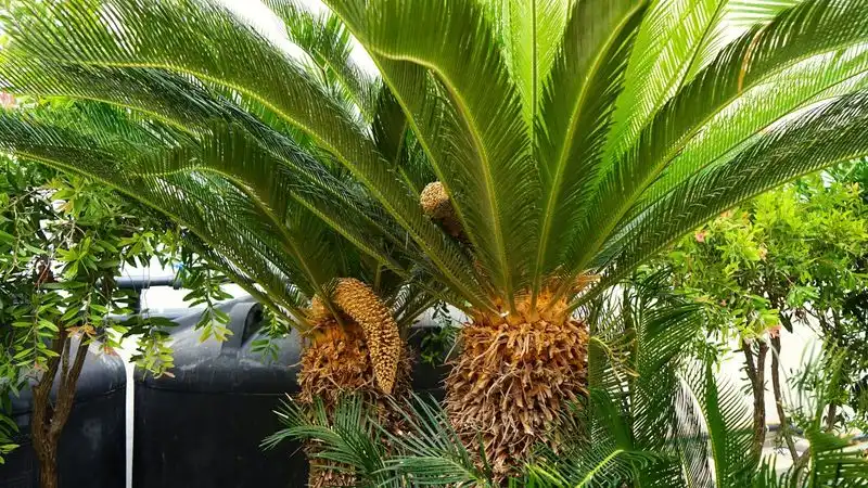 Sago Palm