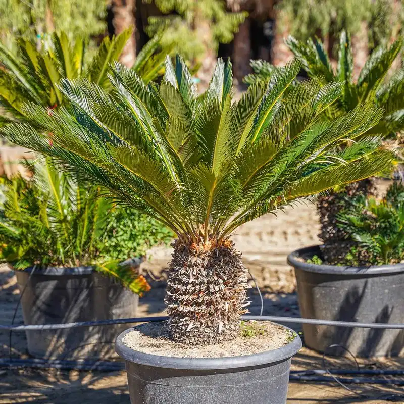 Sago Palm