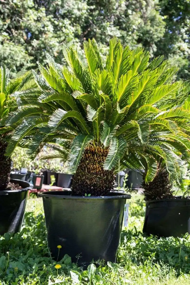 Sago Palm