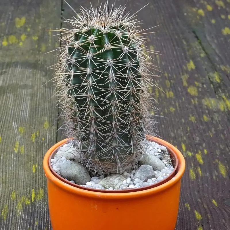 Saguaro Cactus