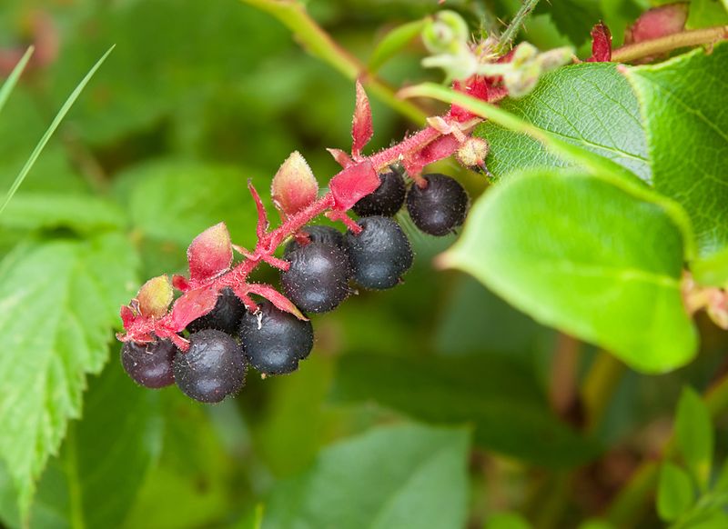 Salal (Gaultheria shallon)