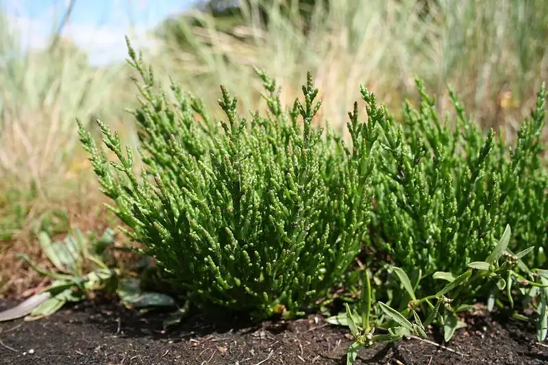 Salicornia Europaea (Glasswort)