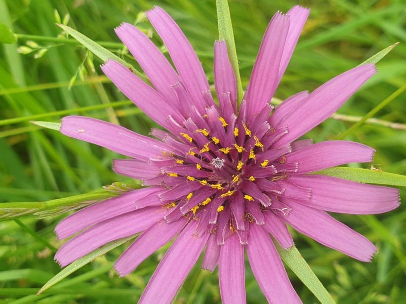 Salsify