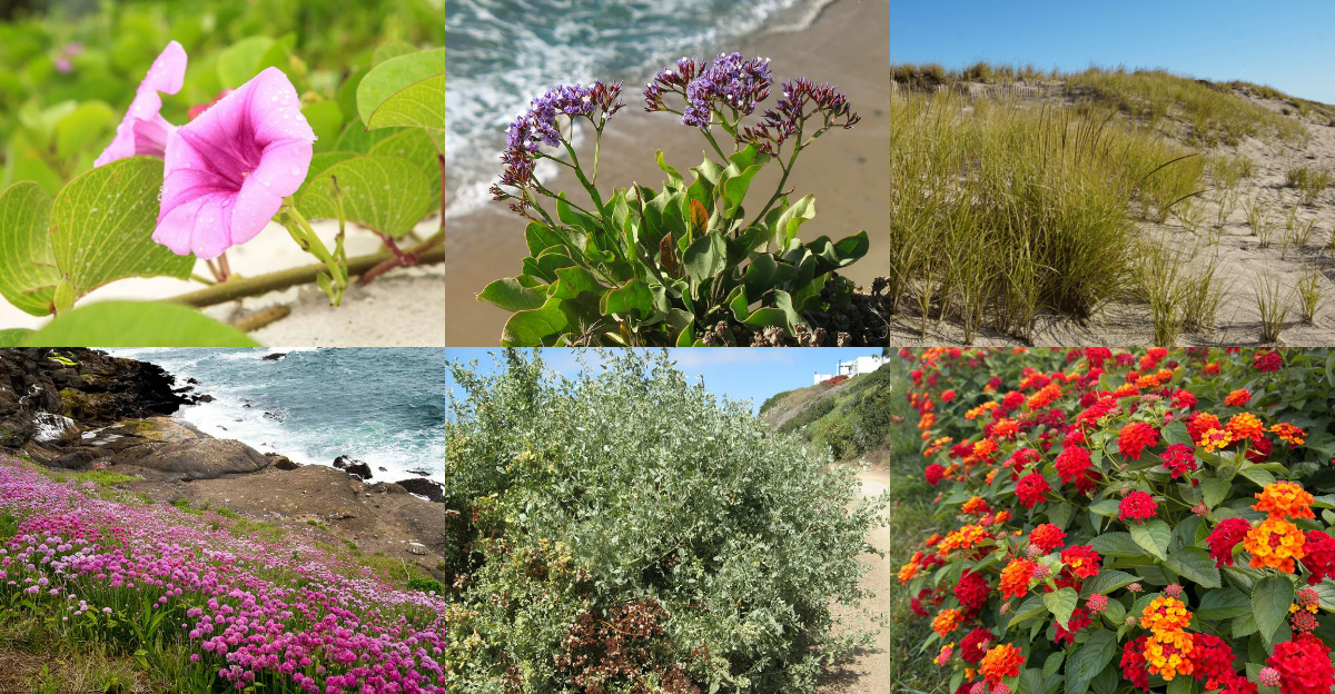 Salt-Tolerant Plants Perfect for Coastal Gardens